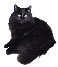 Samira, schwarze Halbangora-Katze